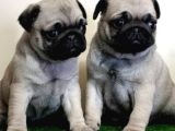 Mi̇ni̇ Boy Pug Bebekler