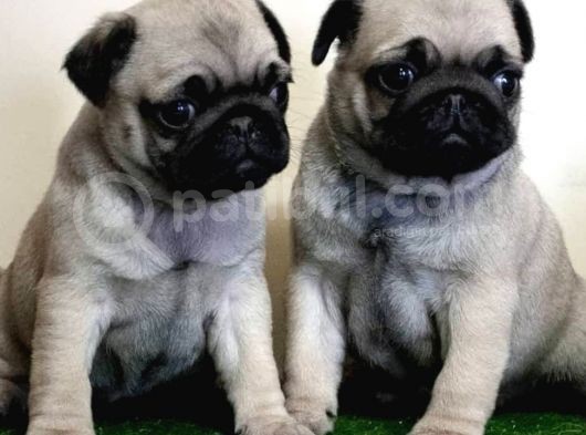 Mi̇ni̇ Boy Pug Bebekler görsel