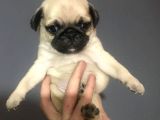 Mi̇ni̇ Boy Pug Bebekler