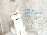 Blue Golden British Shorthair Dişi Ve Erkek