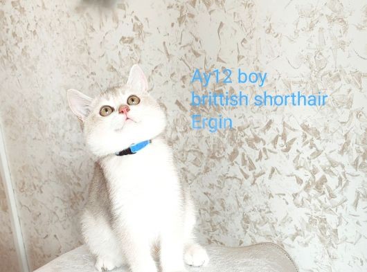 Blue Golden British Shorthair Dişi Ve Erkek görsel