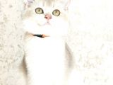 Blue Golden British Shorthair Dişi Ve Erkek