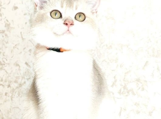 Blue Golden British Shorthair Dişi Ve Erkek görsel