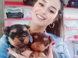 Teacup Yorkshi̇re Terri̇er Bebekler