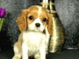 Cavalier King Charles Yavrular Ev Üretimi
