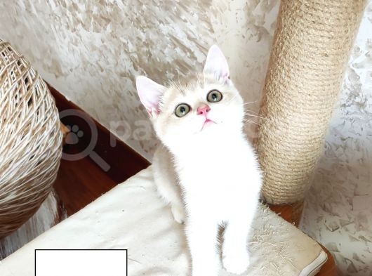 Blue Golden British Shorthair Dişi Ve Erkek
