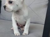 ERKEK FRANSIZ BULDOG 2 AYLIK AŞI KARNE MEVCUT 