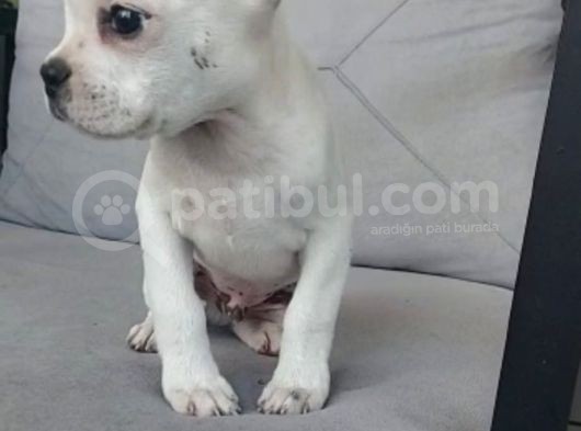 Erkek Fransiz Buldog 2 Aylik Aşi Karne Mevcut 