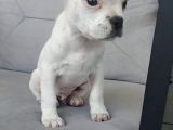 Erkek Fransiz Buldog 2 Aylik Aşi Karne Mevcut 