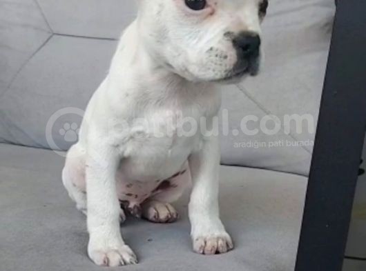 Erkek Fransiz Buldog 2 Aylik Aşi Karne Mevcut  görsel