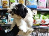3 Aylık Erkek Ve Dişi Shih Tzu
