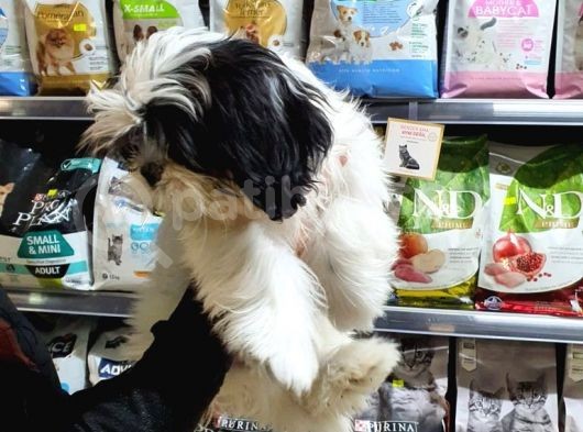 3 Aylık Erkek Ve Dişi Shih Tzu görsel
