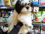 3 Aylık Erkek Ve Dişi Shih Tzu