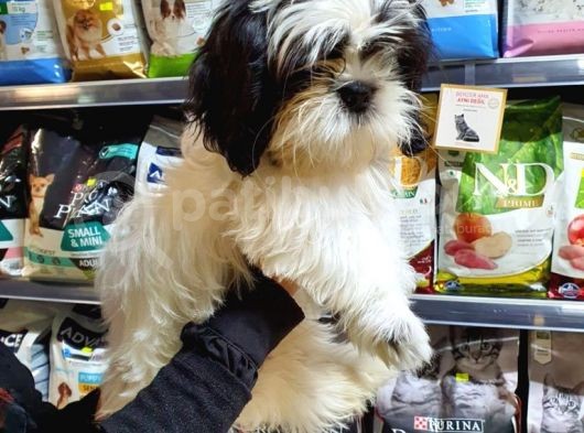 3 Aylık Erkek Ve Dişi Shih Tzu görsel