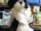 3 Aylık Erkek Ve Dişi Shih Tzu