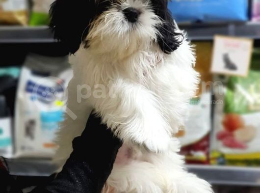 3 Aylık Erkek Ve Dişi Shih Tzu görsel