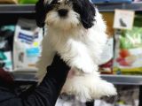 3 Aylık Erkek Ve Dişi Shih Tzu