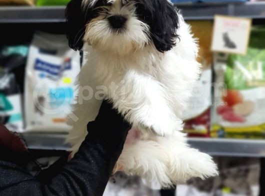 3 Aylık Erkek Ve Dişi Shih Tzu görsel