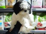 3 Aylık Erkek Ve Dişi Shih Tzu