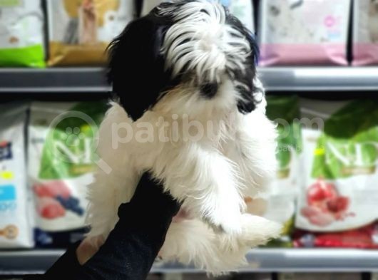 3 Aylık Erkek ve Dişi Shih Tzu