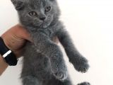 Yavru British Shorthair Erkek