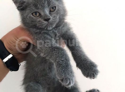 Yavru British Shorthair Erkek görsel
