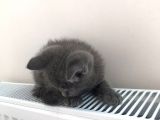 Yavru British Shorthair Erkek