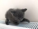 Yavru British Shorthair Erkek
