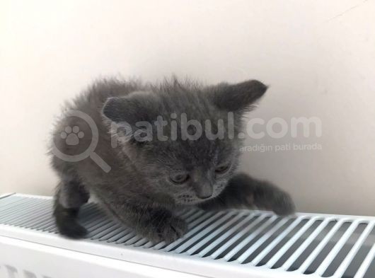 Yavru British Shorthair Erkek görsel
