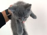 Yavru British Shorthair Erkek