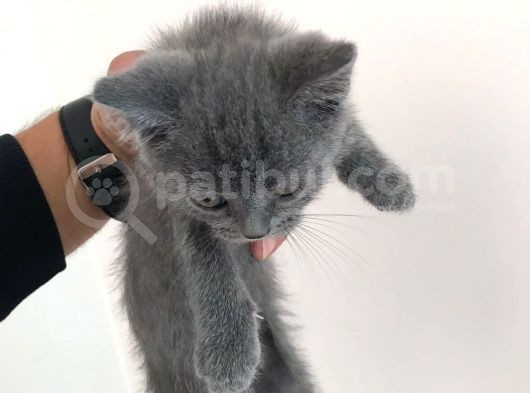 Yavru British Shorthair Erkek