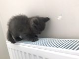 Yavru British Shorthair Erkek