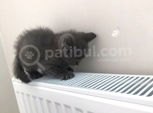 Yavru British Shorthair Erkek görsel