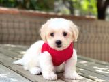 Yavru Maltese Terrier