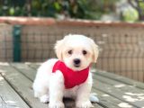 Yavru Maltese Terrier