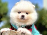 Ayıcık Surat Boo Pomeranian Yavrular