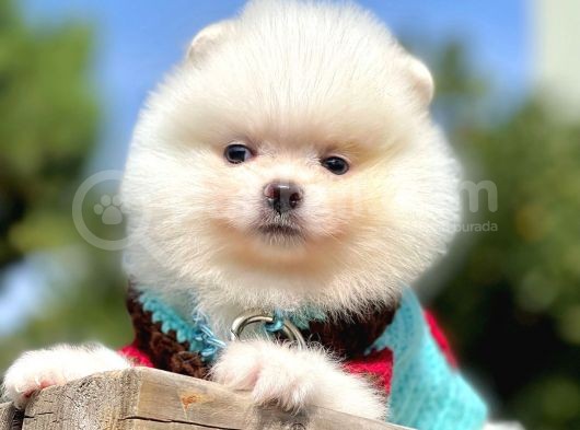 Ayıcık Surat Boo Pomeranian Yavrular görsel
