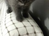 Orjinal British Shorthair
