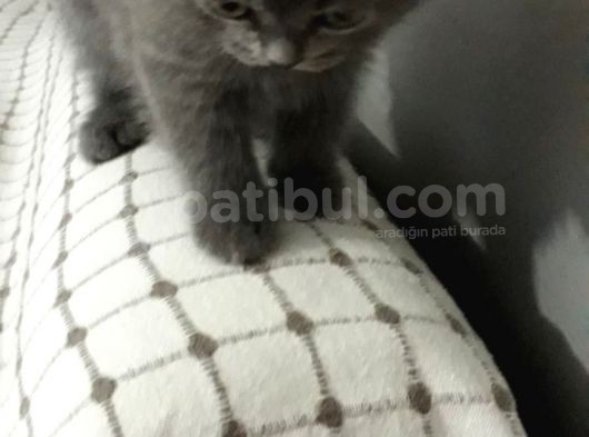 Orjinal British Shorthair görsel