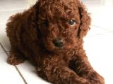 Red Brown Toy Poodle Yavrular