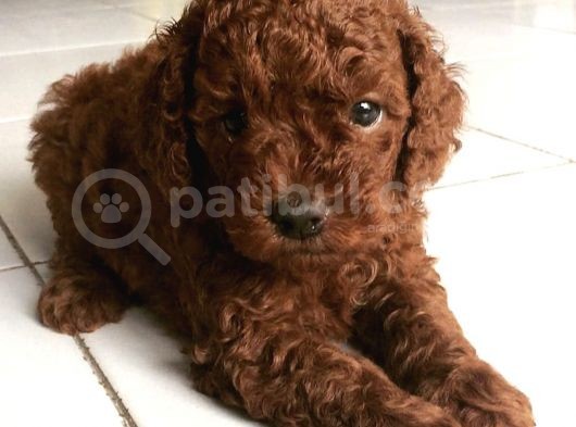 Red Brown Toy Poodle Yavrular