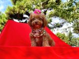Red Brown Renk Dişi Maltipoo Yavrular