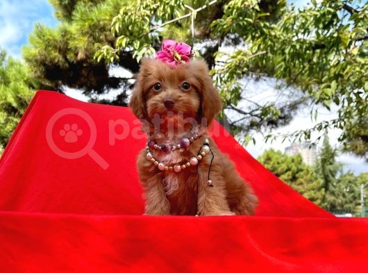 Red Brown Renk Dişi Maltipoo Yavrular görsel