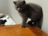 Orjinal British Shorthair