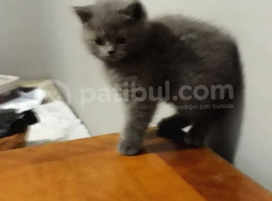 Orjinal British Shorthair görsel