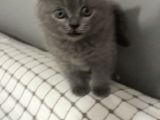 Orjinal British Shorthair