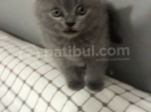 Orjinal British Shorthair görsel