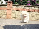 Safkan Pomeranian Boo