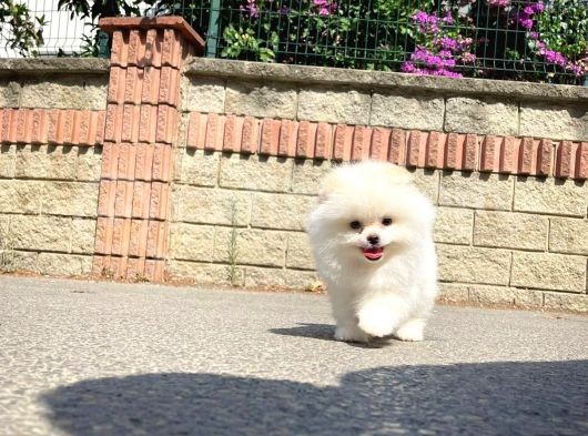 Safkan Pomeranian Boo