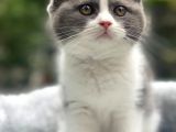 süper kalite scottish fold yavrular geldi